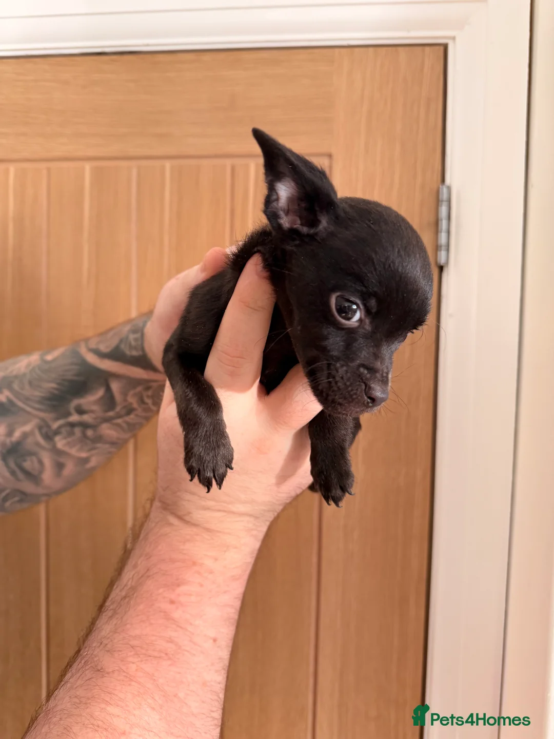 Mixed Breed dogs for sale: French yorkiepoo’s available now - Advert 7