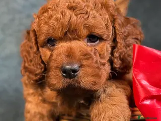 Cavapoo dogs F1B Cavapoo exquisite heath test boutique breeder - Advert 3