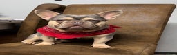 French Bulldog dogs for sale: Lilac tan female puppy 10 weeks old - Advert 8