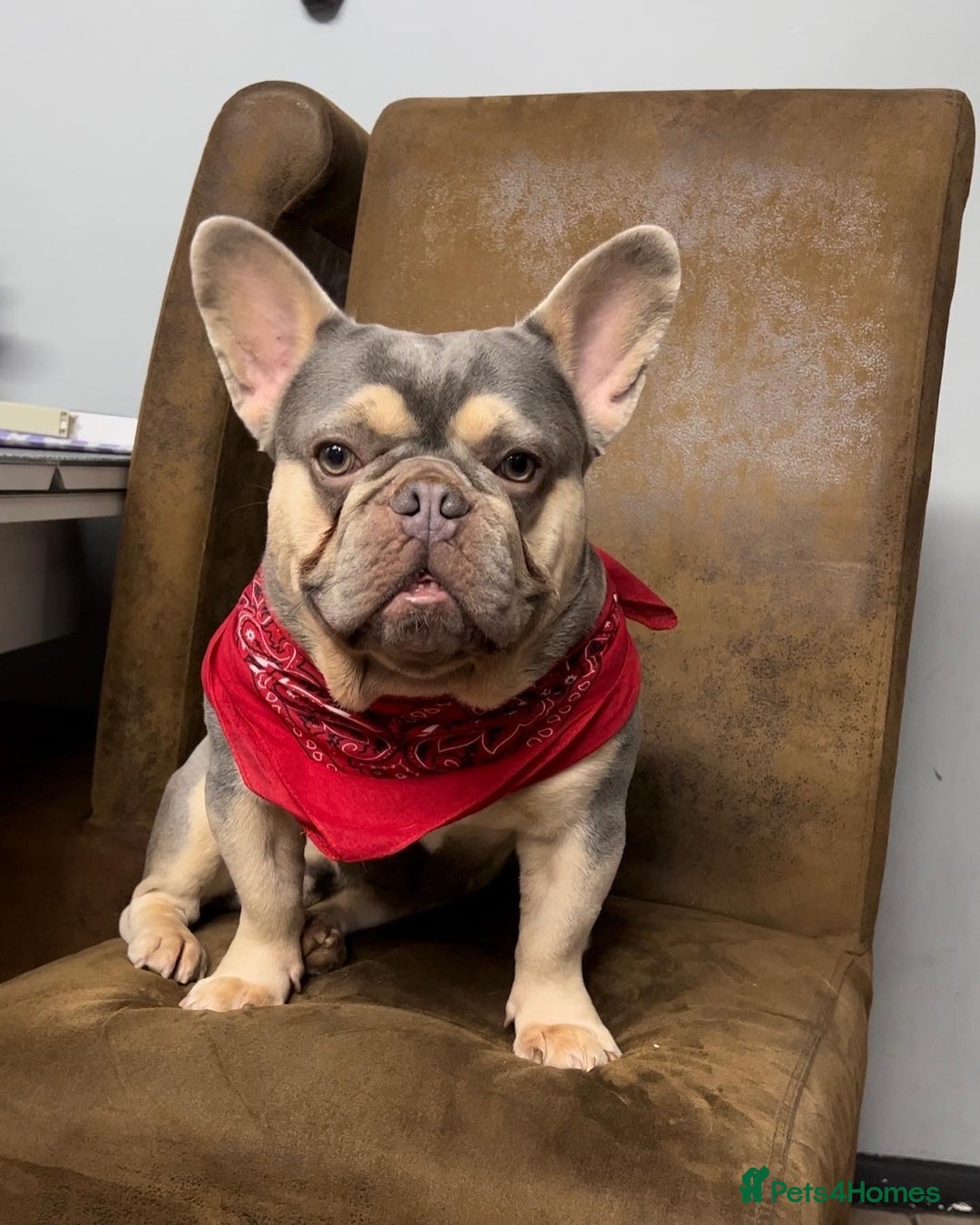 French Bulldog dogs for sale: Lilac tan female puppy 10 weeks old - Advert 8