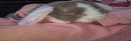 Mini Lop rabbits for sale: Gorgeous mini lop kits ready for new homes - Advert 2