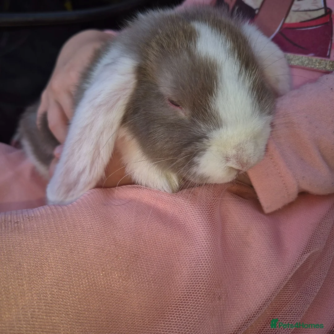 Mini Lop rabbits for sale: Gorgeous mini lop kits ready for new homes - Advert 2