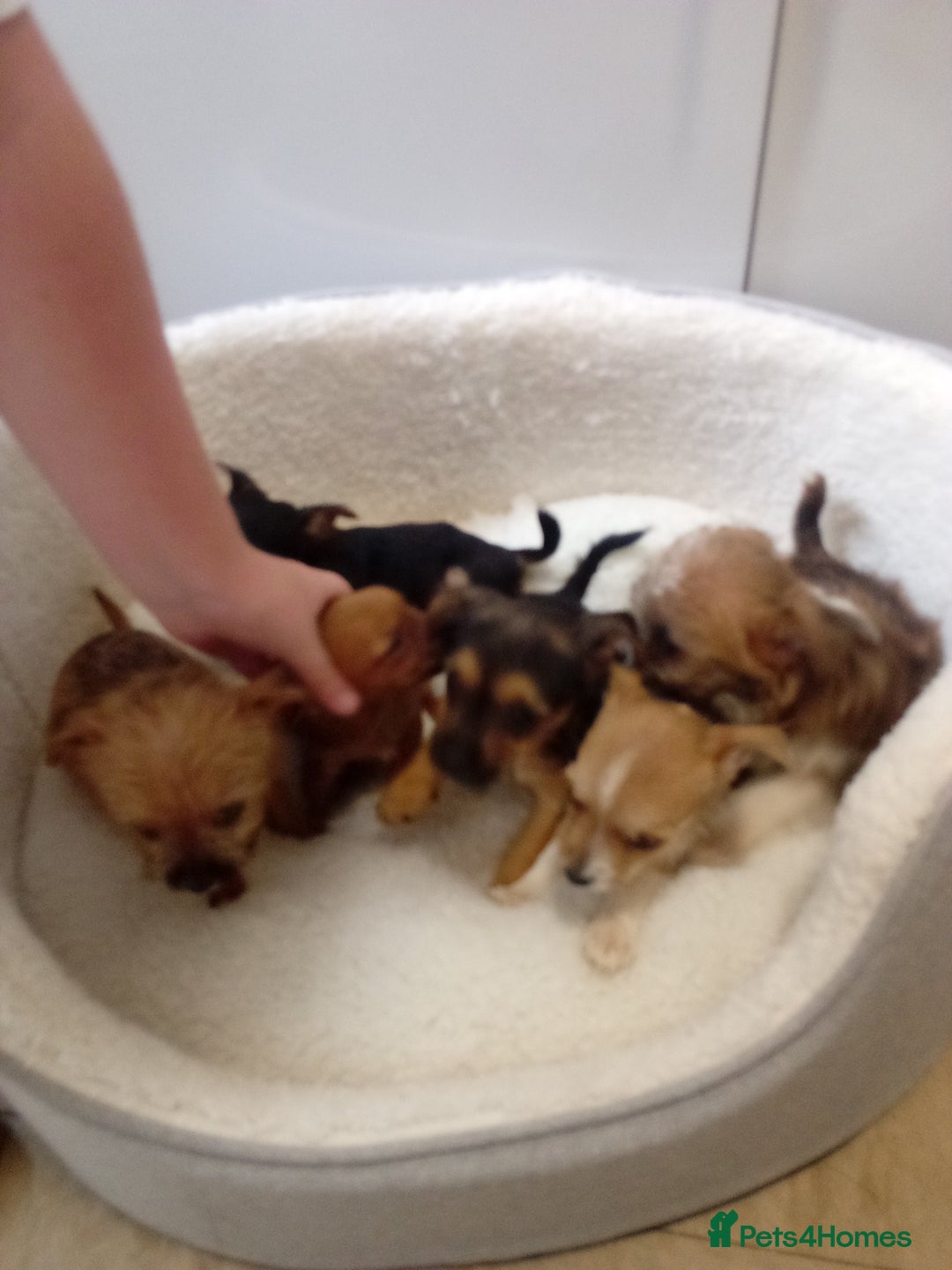 Chorkie dogs for sale: Chihuahua x Yorkshire terrier  - Image 4