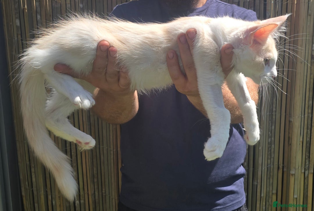 Maine Coon cats for sale: 2 boys + 3 girls -TICA MaineCoon Kittens - Image 1