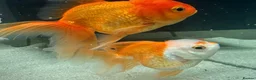 Fancy Goldfish fish for sale: Fancy Goldfish for sale in Southampton - Advert 6