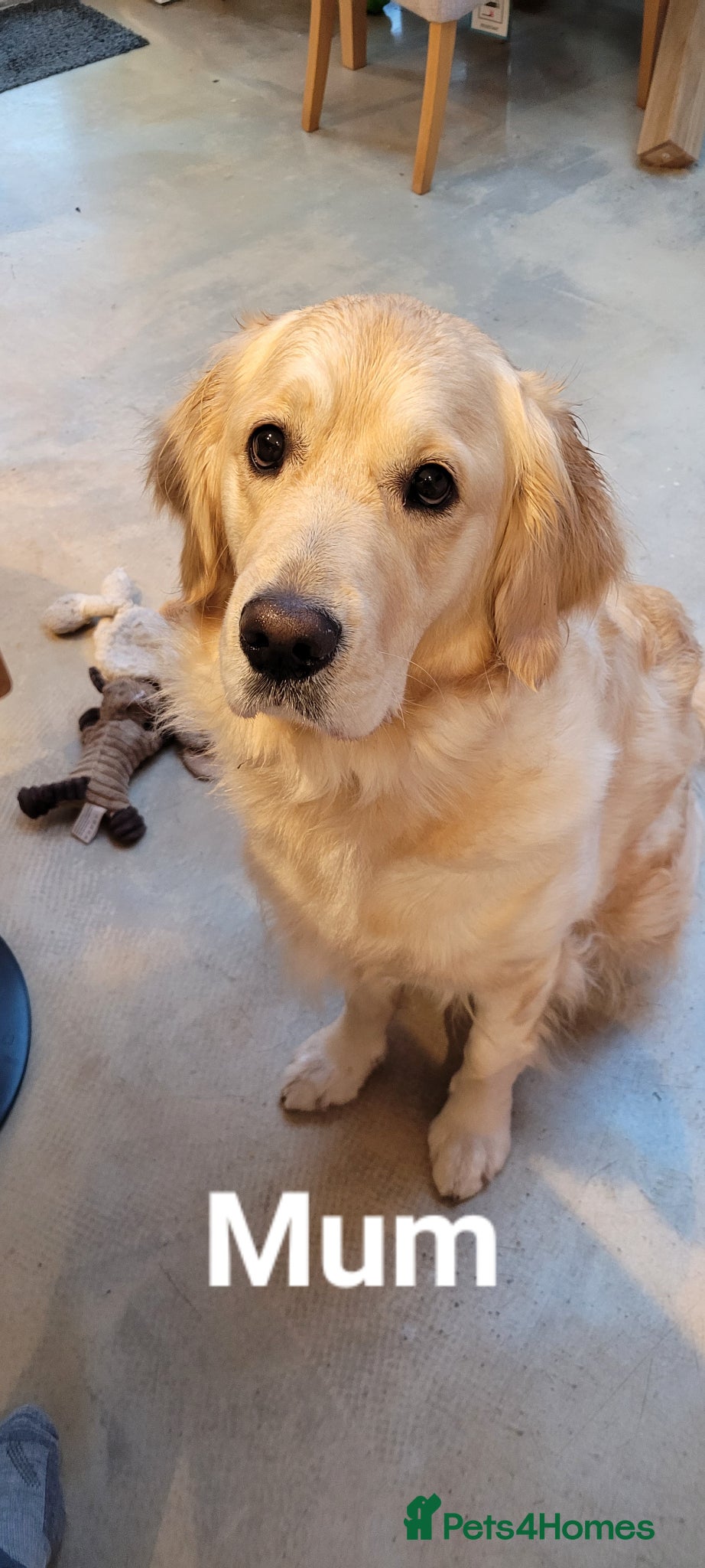 Golden Retriever dogs for sale: Stunning Golden Retriever Pups - Advert 5