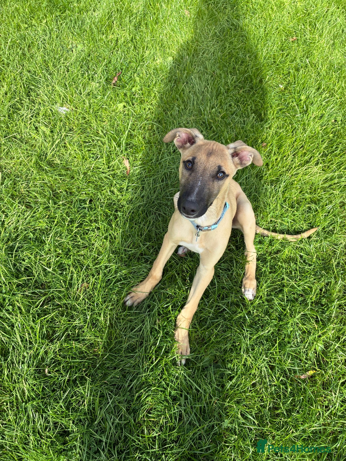 Mixed Breed dogs for sale: Bull greyhound  - Advert 2