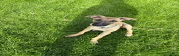 Mixed Breed dogs for sale: Bull greyhound  in Wrexham - Advert 1