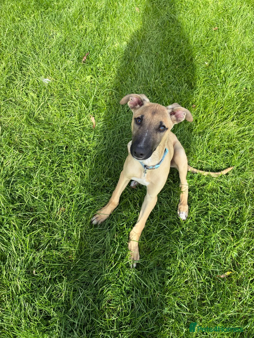 Mixed Breed dogs for sale: Bull greyhound  in Wrexham - Advert 1