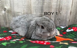 Mini Lop rabbits for sale: Mini lop baby rabbits for sale - Image 3