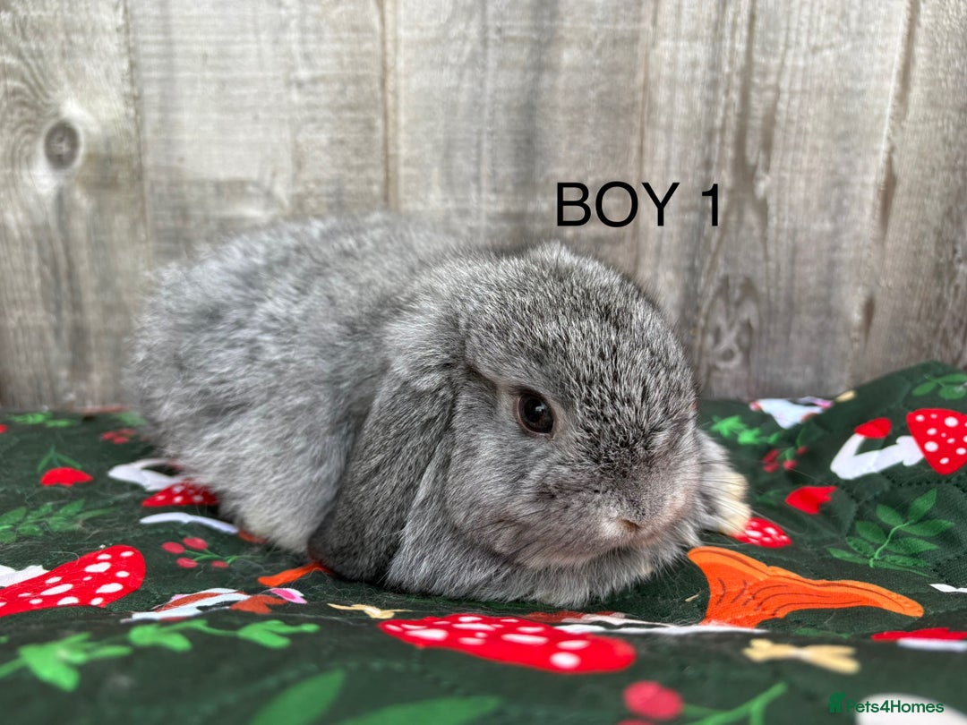 Mini Lop rabbits for sale: Mini lop baby rabbits for sale - Image 3