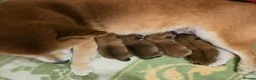 Japanese Shiba Inu dogs for sale: Japanese Shiba inu  - Advert 2
