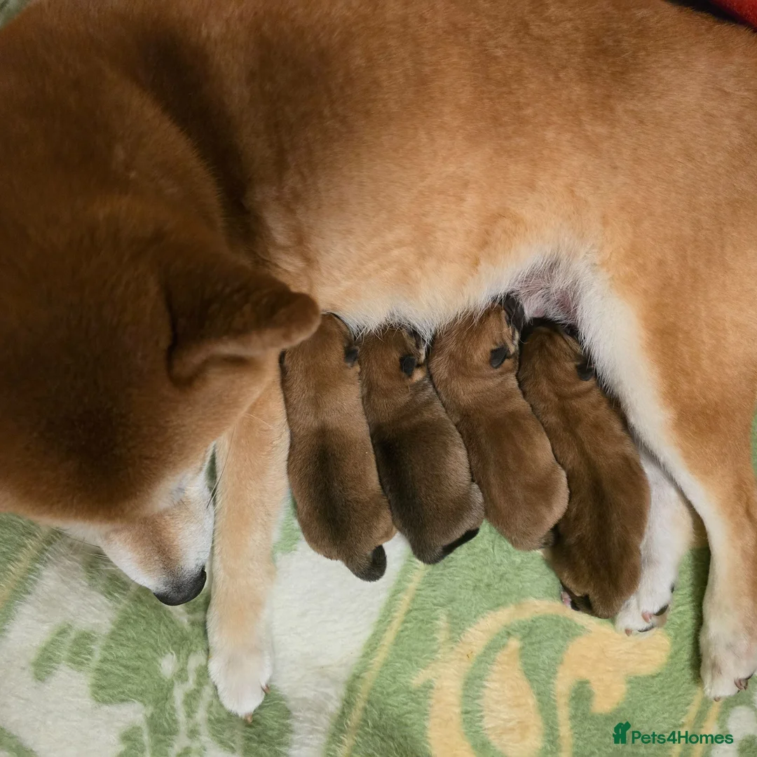 Japanese Shiba Inu dogs for sale: Japanese Shiba inu  - Advert 2