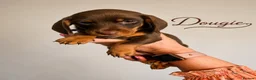 Miniature Dachshund dogs for sale: 4 chocolate & tan mini dachshunds all boys - Advert 3