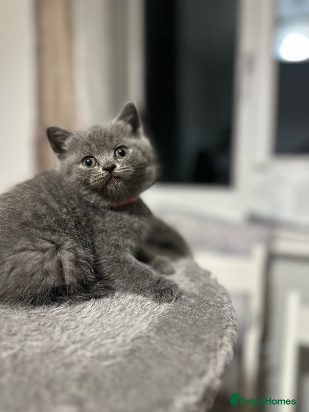 British Shorthair cats for sale: British Shorthair/Scottish Fold Kittens for sale - Image 6