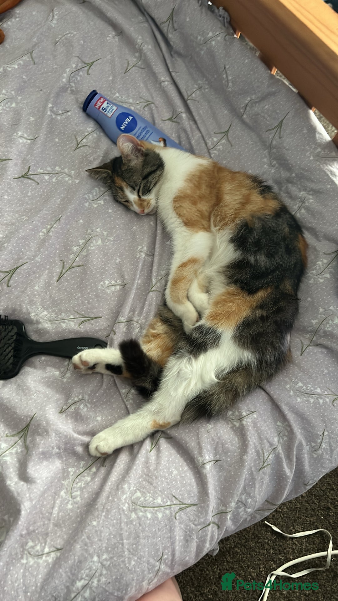 Mixed Breed cats for sale: Mixed Female cat - Image 1