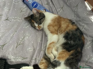 Mixed Breed cats - Advert 1