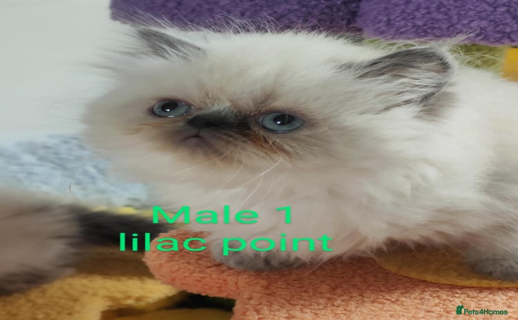 Persian cats - Advert 4