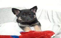 German Shepherd dogs for sale: BEAUTIFUL SABLE GERMAN SHEPHERD PUPS - Image 21