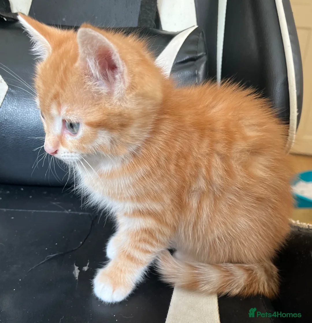 Mixed Breed cats for sale: Three Gorgeous Boys for sale. - Advert 23