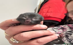 Domestic Shorthair cats for sale: Domestic short haired kittens  - Image 6