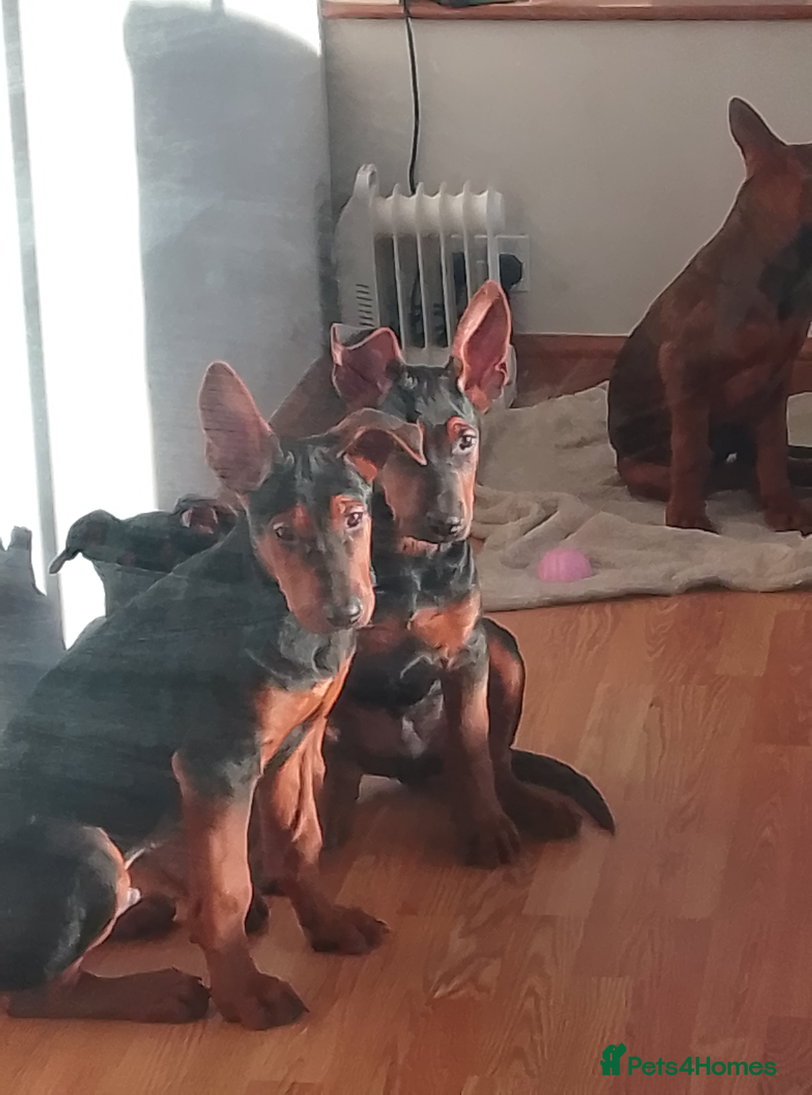 Chinese Red Dog dogs Chinese red dogs - Advert 1