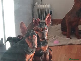 Chinese Red Dog dogs Chinese red dogs - Advert 1