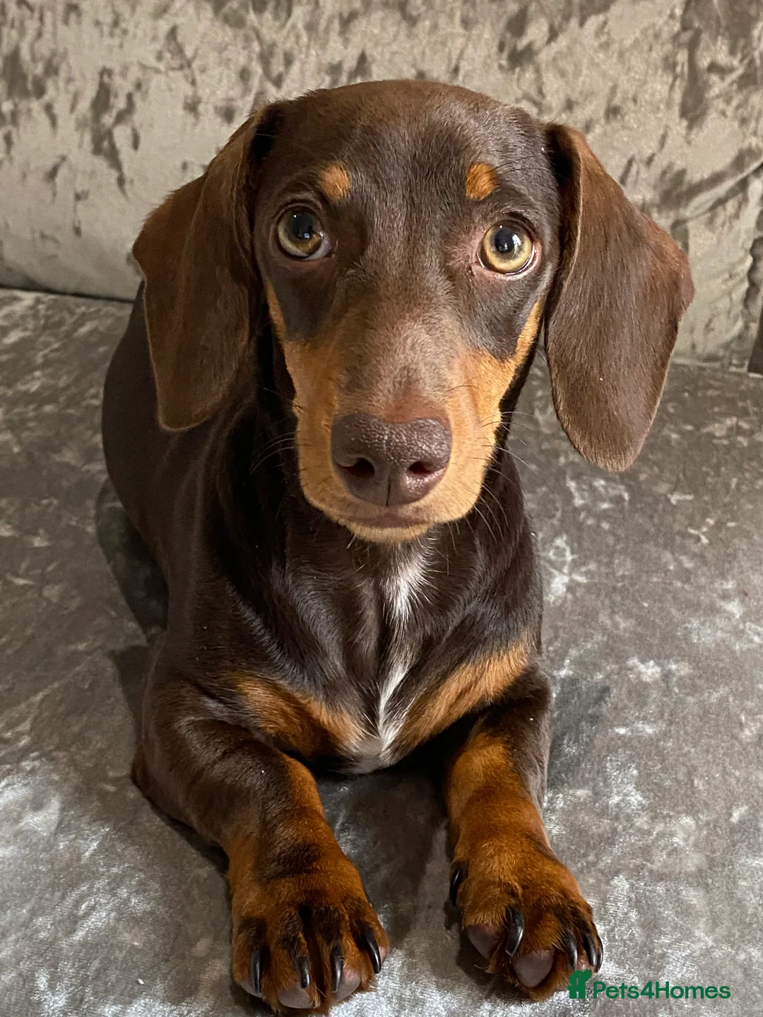Miniature Dachshund dogs for sale: Stunning Miniature Dachshund Puppies! - Advert 14