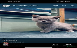 British Shorthair cats for sale: British short hair kittens  - Image 2