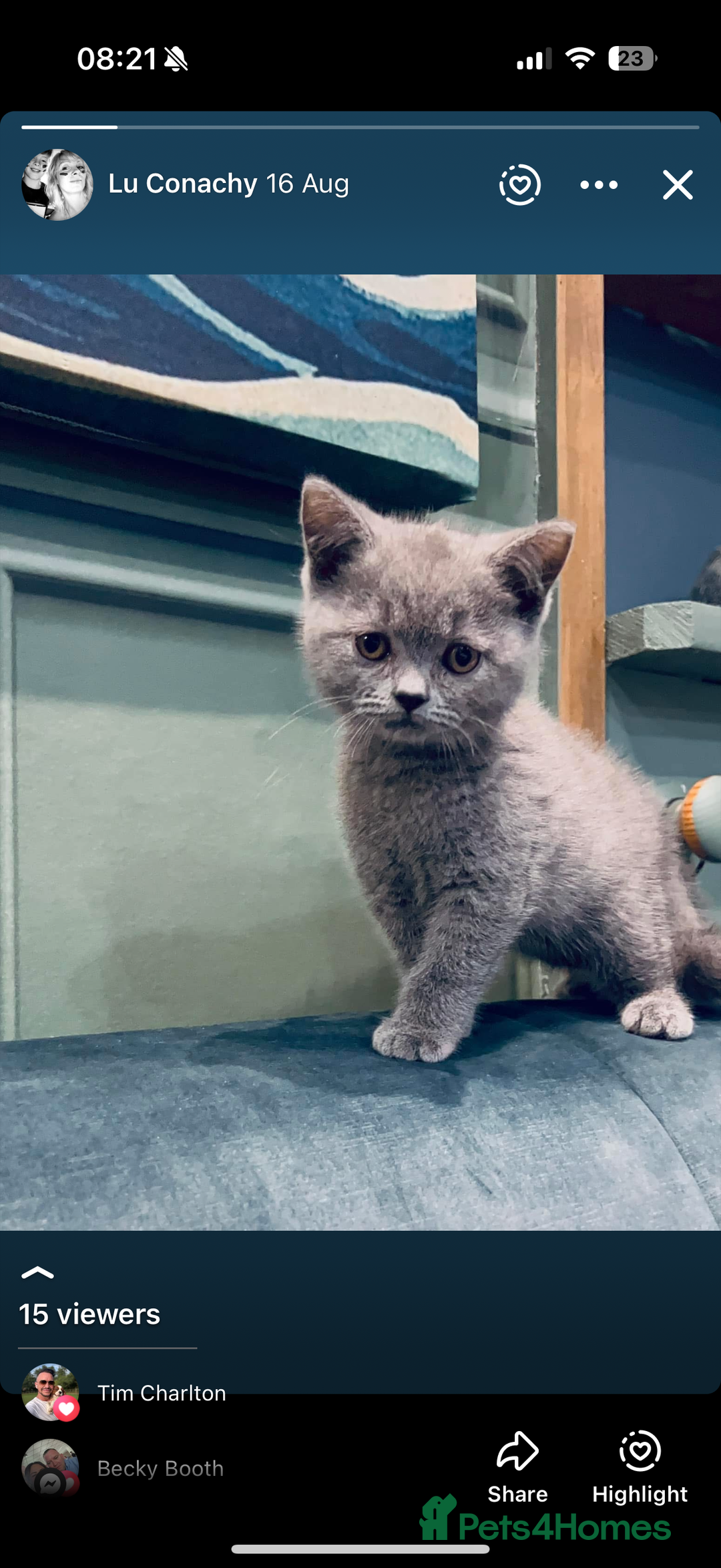 British Shorthair cats for sale: British short hair kittens  - Image 2