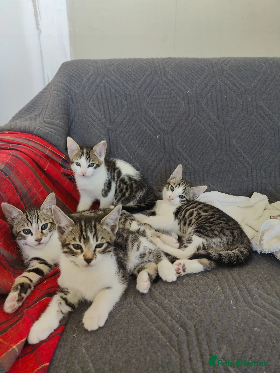 Mixed Breed cats for sale: Letter of 4 Bengal mix - Advert 2