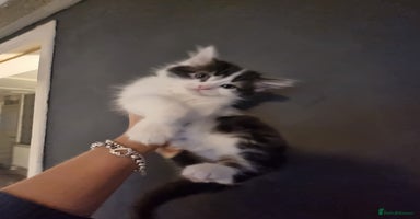 Mixed Breed cats - Advert 8