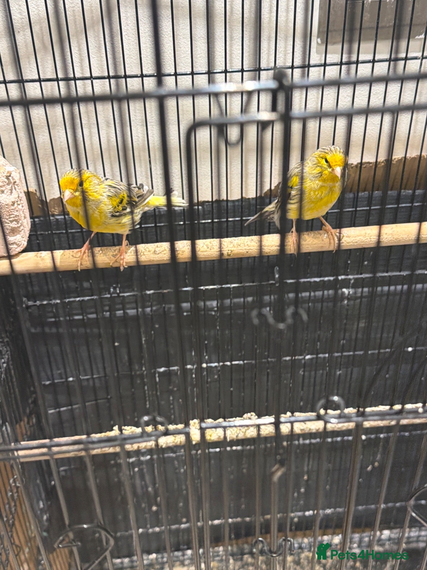 Canaries birds Beautiful canaries for sale - Advert 1