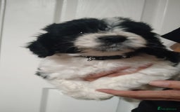 Cockapoo dogs for sale: cockerpoo  - Image 19