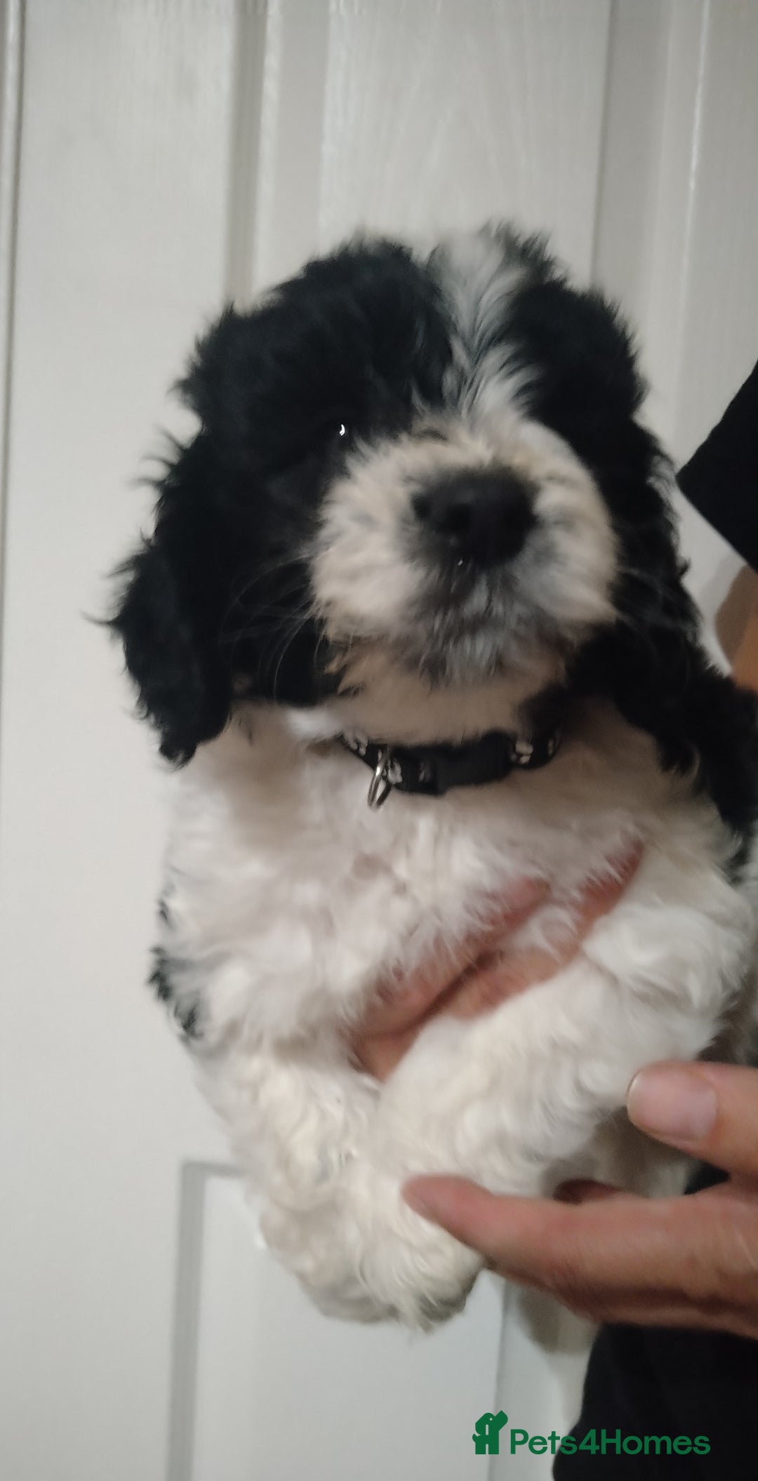 Cockapoo dogs for sale: cockerpoo  - Image 19
