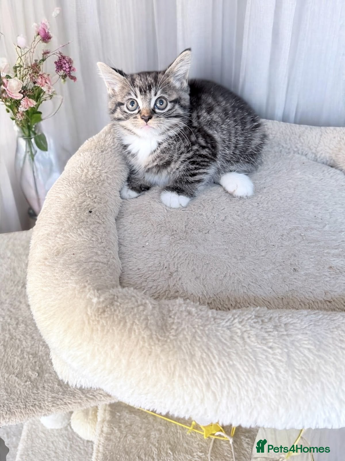 Mixed Breed cats Kittens looking for new home - Advert 2