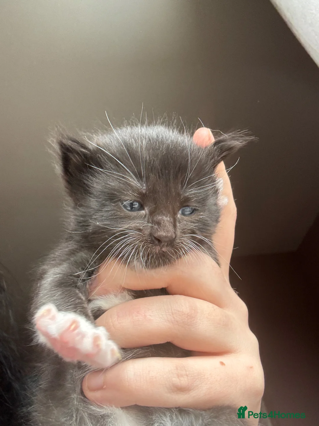 Ragdoll cats for sale: Ragdoll X kittens for sale 🥰 - Advert 18