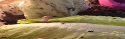 Snails invertebrates for sale: Baby giant African land snails Fulica  - Advert 5