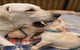 Labrador Retriever dogs for sale: Labrador Puppies for sale 24/10/25 onwards - Image 17