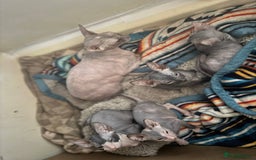 Sphynx cats for sale: Don Sphynx Kittens - Image 36