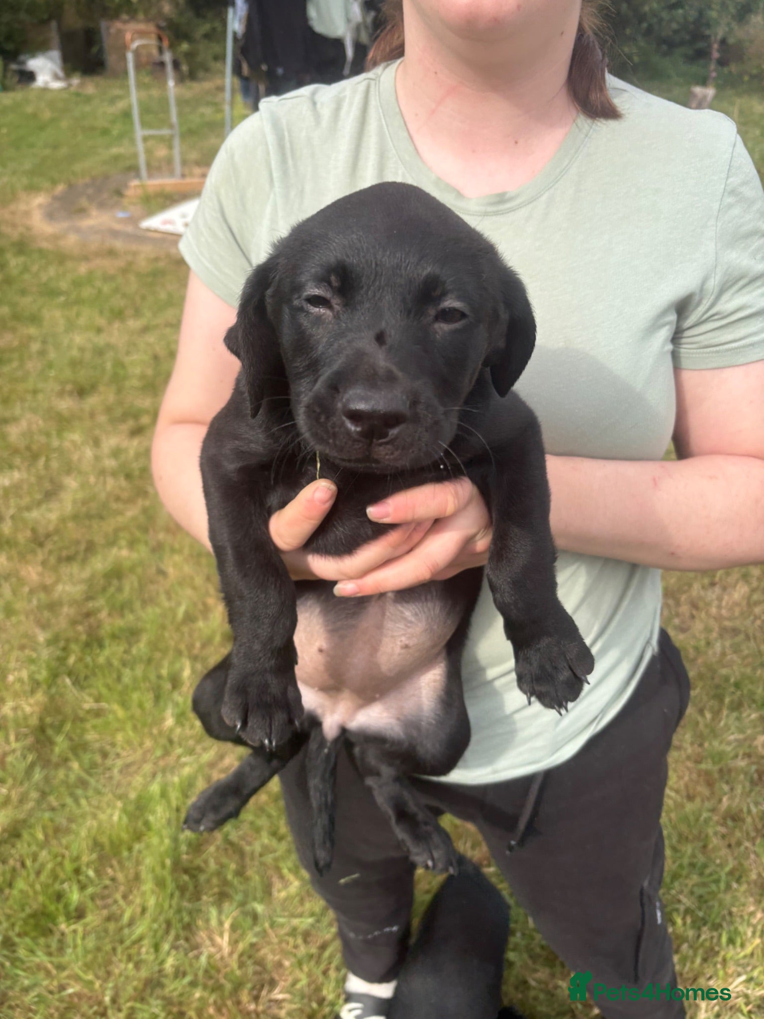 Labrador Retriever dogs Two beautiful girls left looking for love  - Advert 1