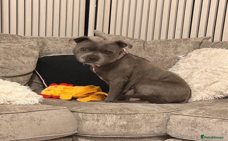 Staffordshire Bull Terrier dogs - Advert 7