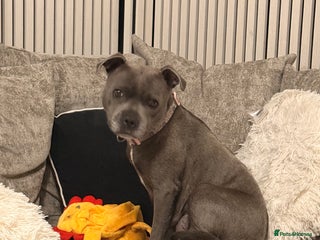 Staffordshire Bull Terrier dogs - Advert 7