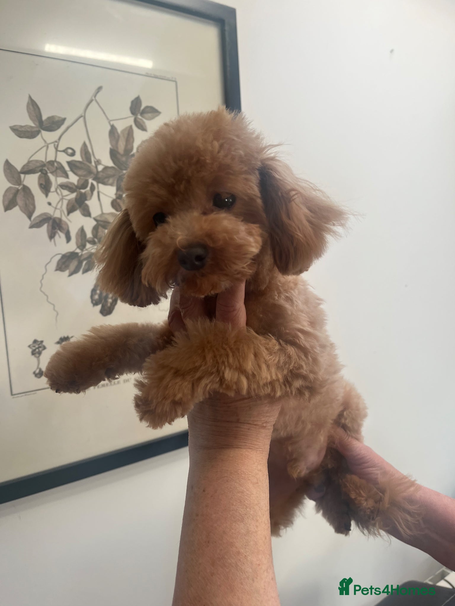 Toy Poodle dogs Beautiful toy/asian poodle puppies available - Advert 2