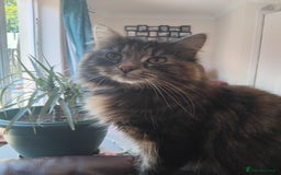 British Longhair cats for sale: Female BLH 2 years old  - Image 5