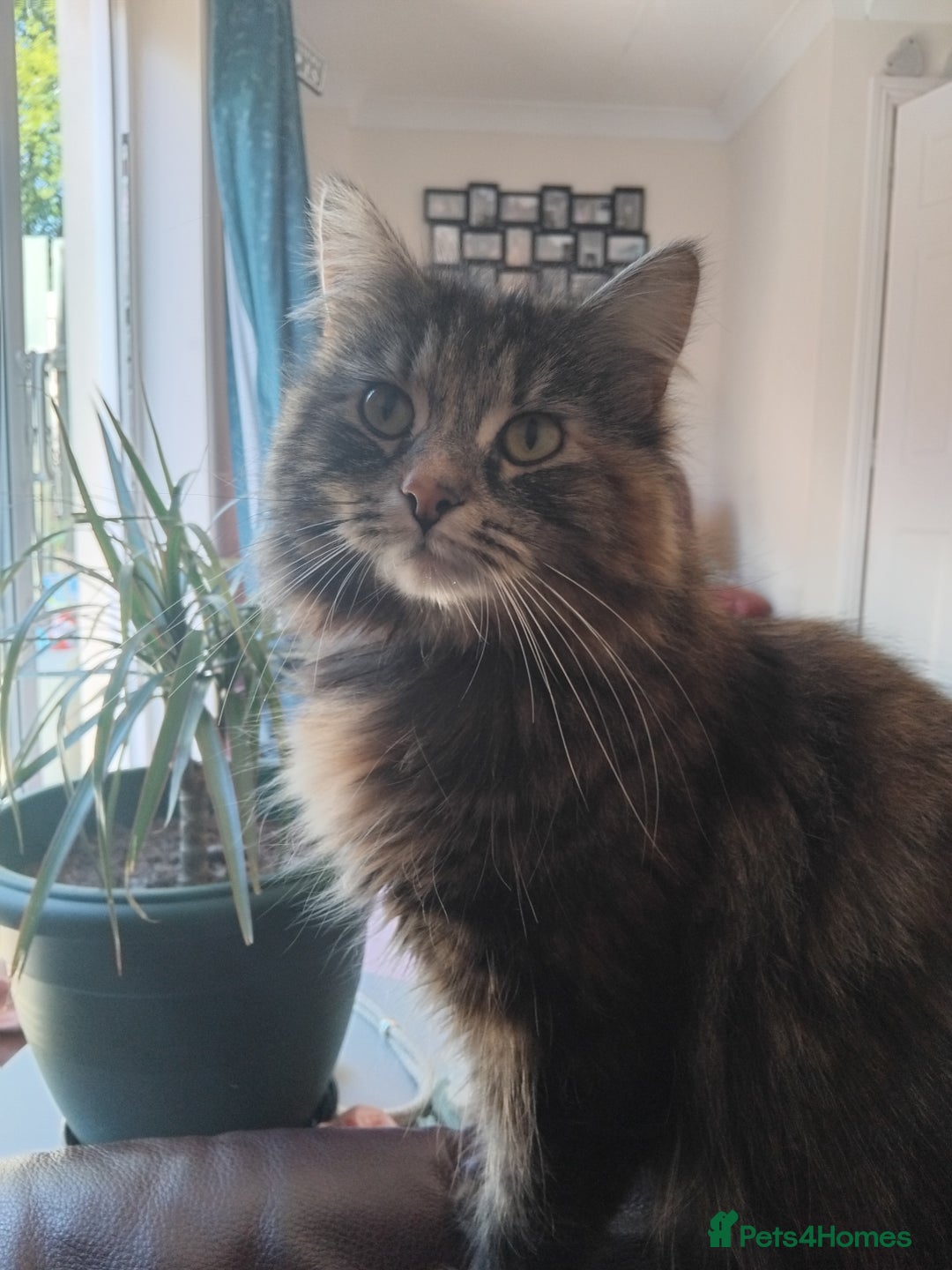 British Longhair cats for sale: Female BLH 2 years old  - Image 5
