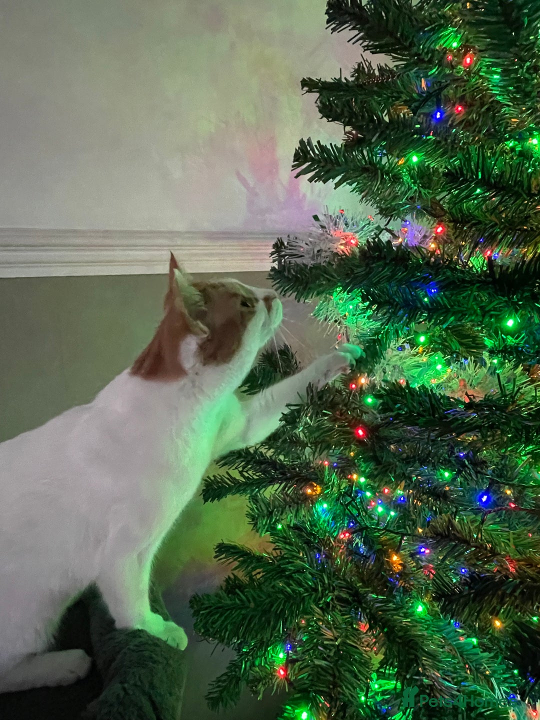 Mixed Breed cats for sale: Bellini & Martini - Image 15