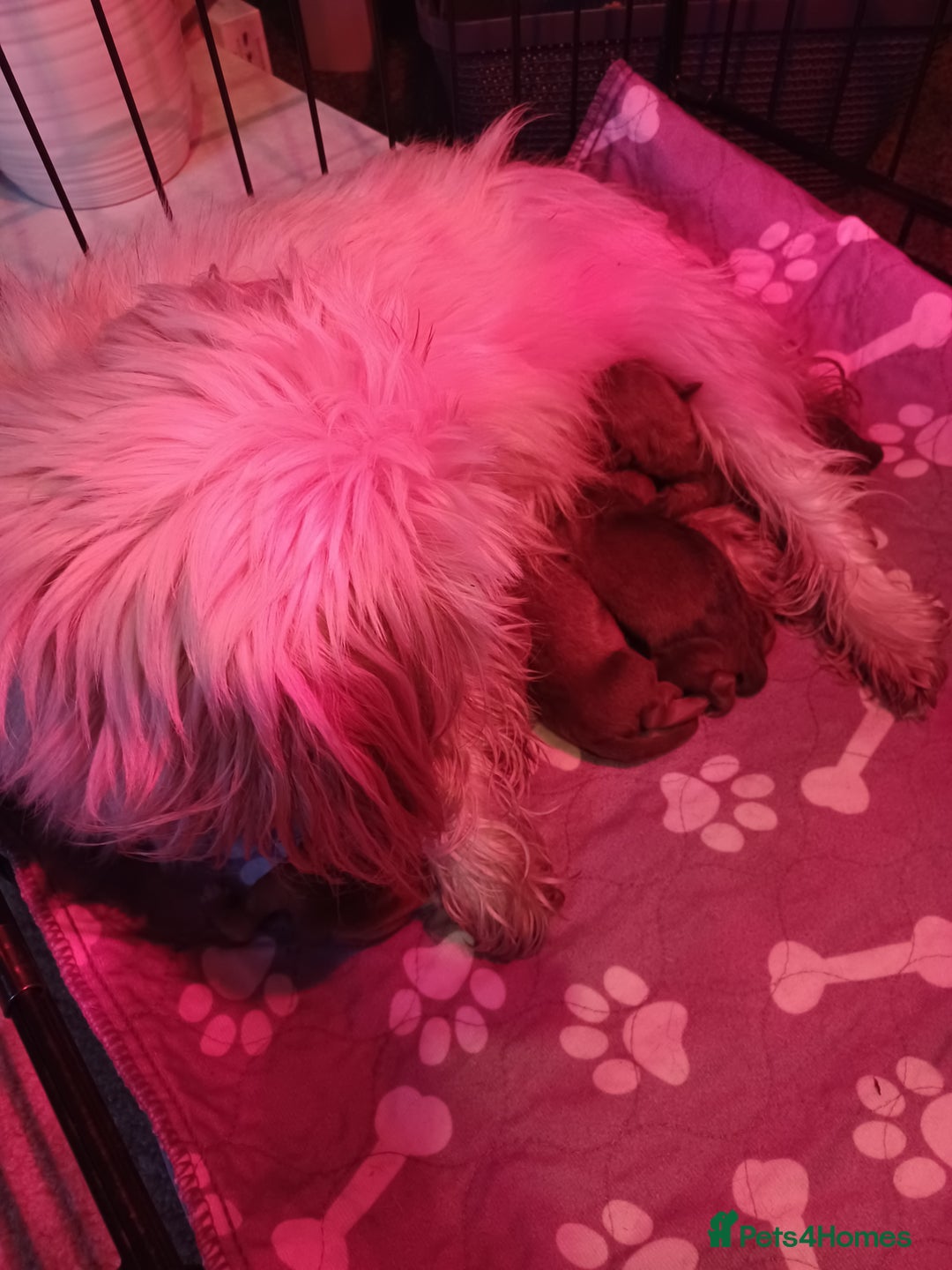 Mixed Breed dogs for sale: Schweenie - Shih Tzu  x Dachshund  - Image 7