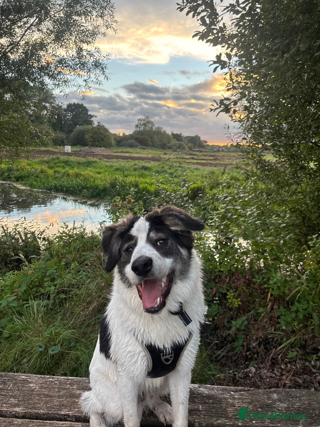 Mixed Breed dogs for sale: 13 Month Old - Marley❤️ - Advert 1