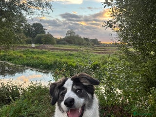 Mixed Breed dogs 13 Month Old - Marley❤️ - Advert 1